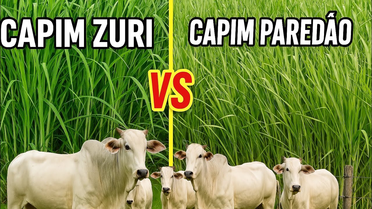 Zuri vs Paredão qual o melhor capim para seu pasto?