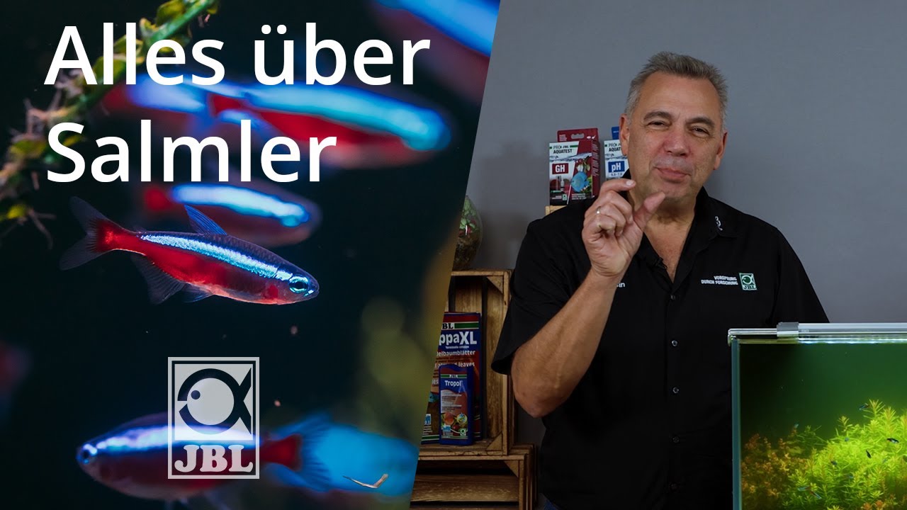 JBL TV #63 Salmler im Aquarium I Steckbrief