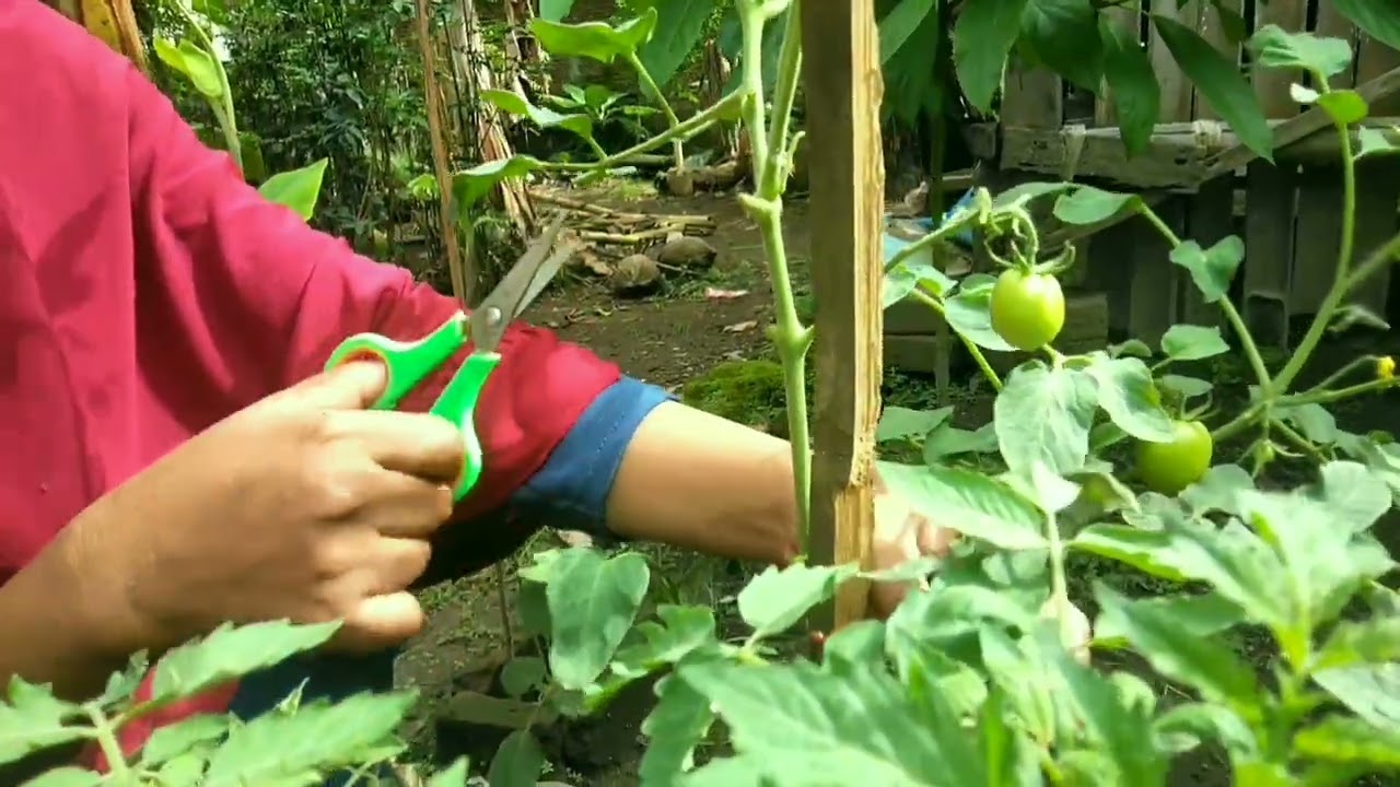 Senangnya aku, tanamanku sedang berbuah semua #gardening600