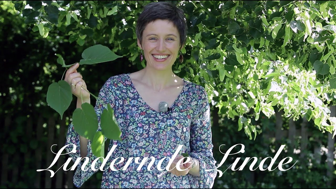 Lindernde Linde - Viriditas Heilpflanzen-Video