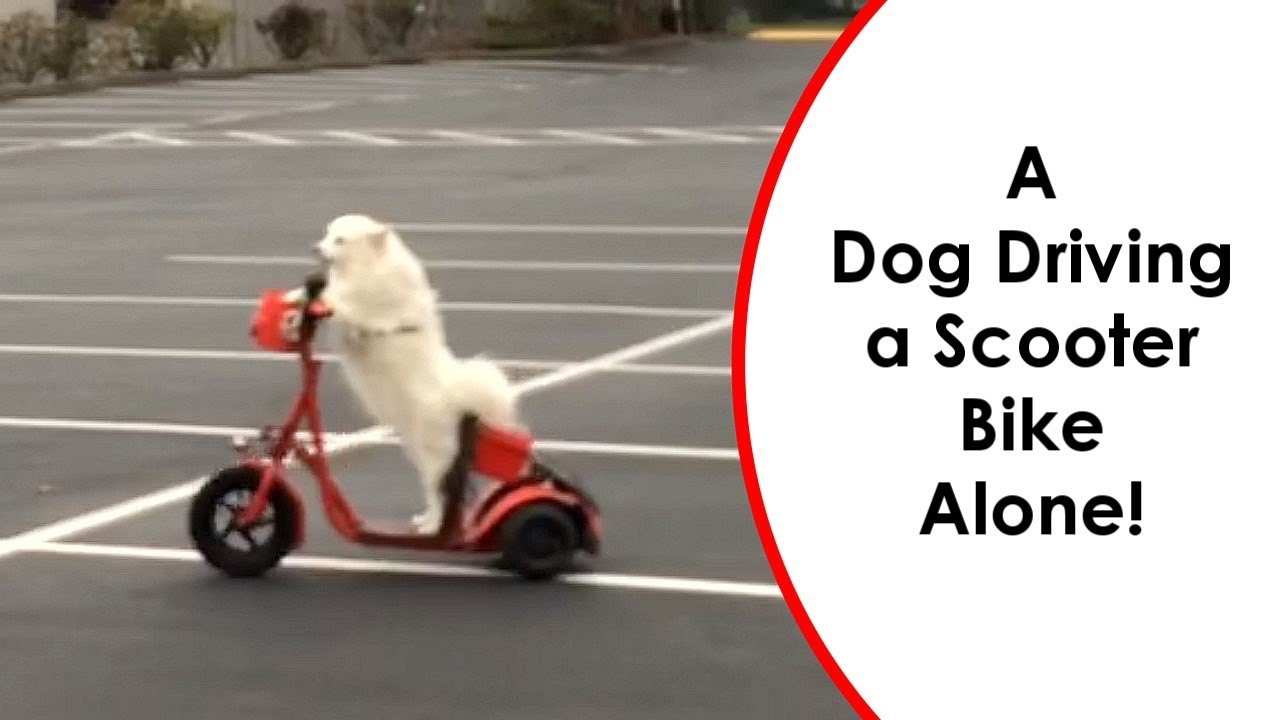 Dog Driving A Scooter Bike (ALONE!!)