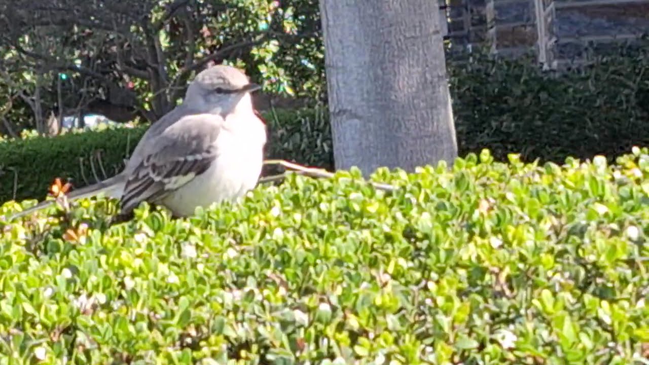 Cute Bird