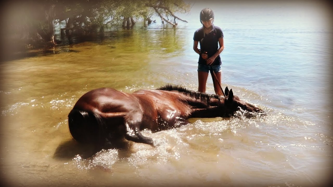 HORSES FIRST TIME SWIMMING IN THE LAKE! Day 226 Part 2 (08/14/19)