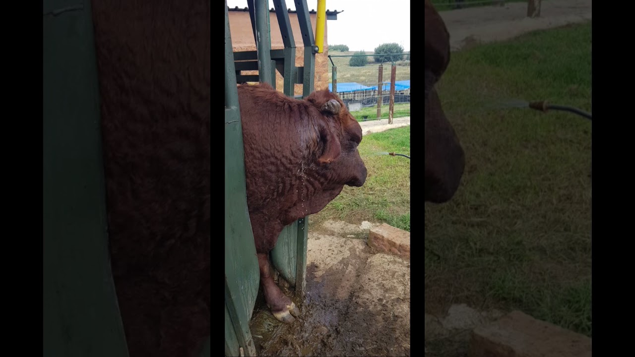 Cattle work: Supavax 3 in 1 #cattlefarming #farm live #pinzgauercattle