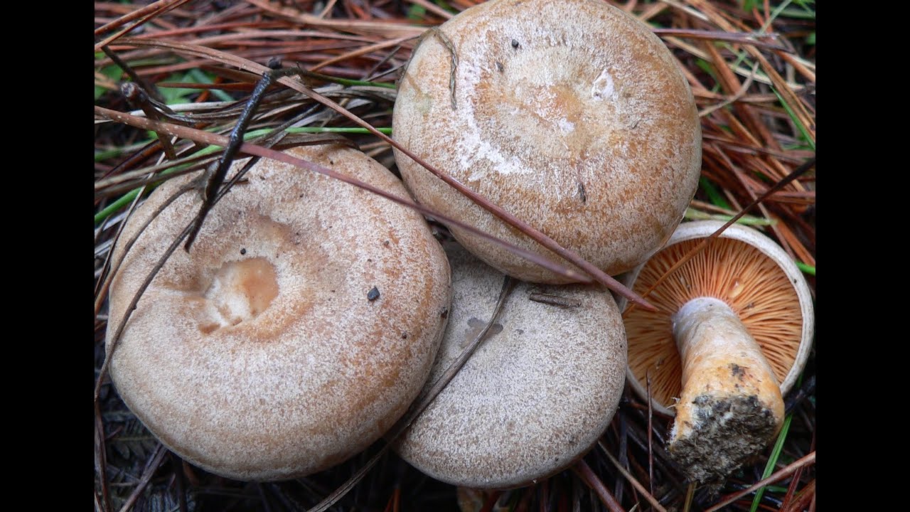 Lactarius quieticolor    (Niscalos , Rovellons , Milkcap)