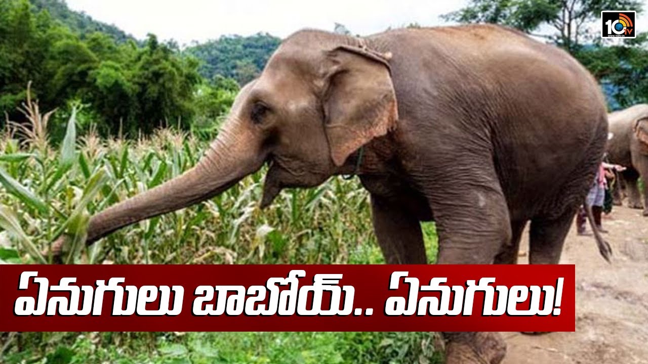 ఏనుగులు బాబోయ్.. ఏనుగులు! | Special Focus On Elephants In Chittoor Dist |  SPECIAL CORRESPONDENT