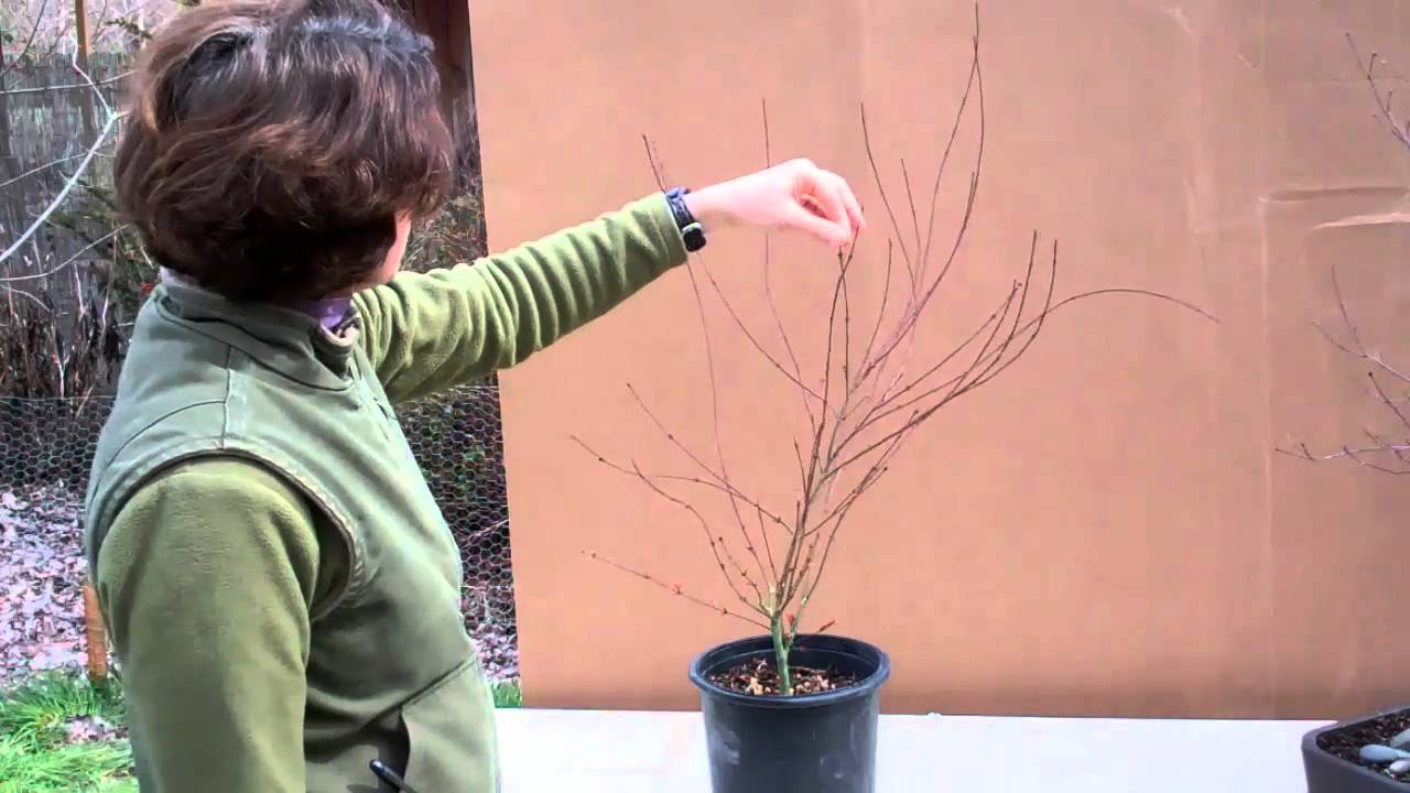 Pruning Japanese Maples with Tricia Smyth Part 2