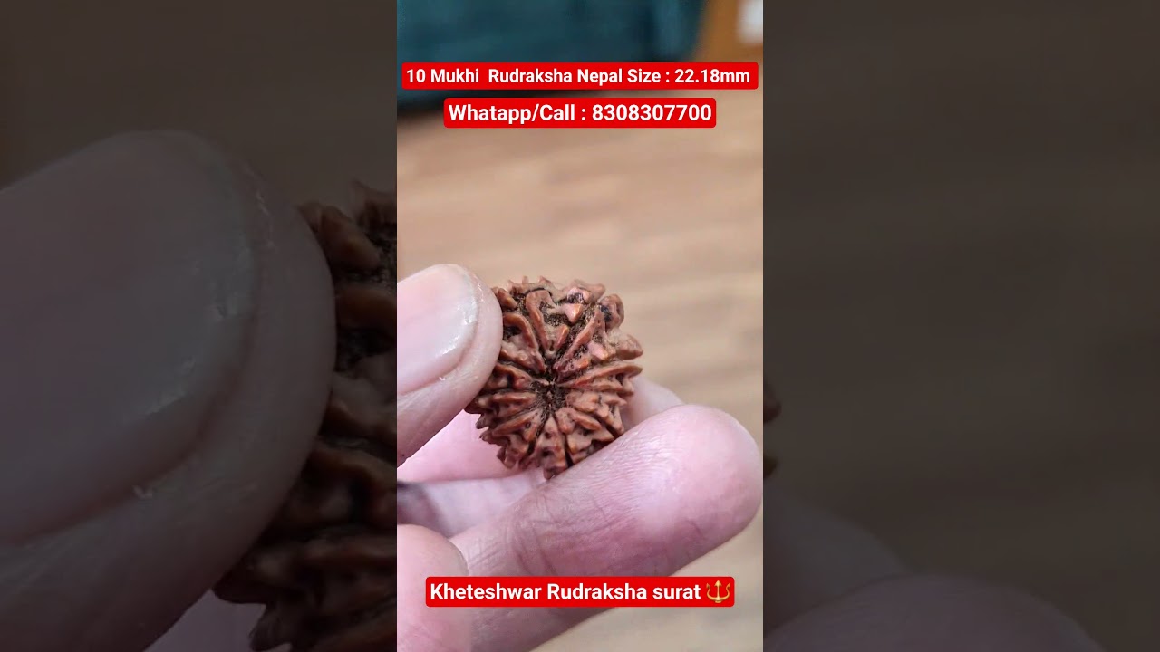 10 Mukhi Rudraksha Original #mukhi #rudraksha #10mukhi #viral #viral short #mahashivratri #2026 #ask