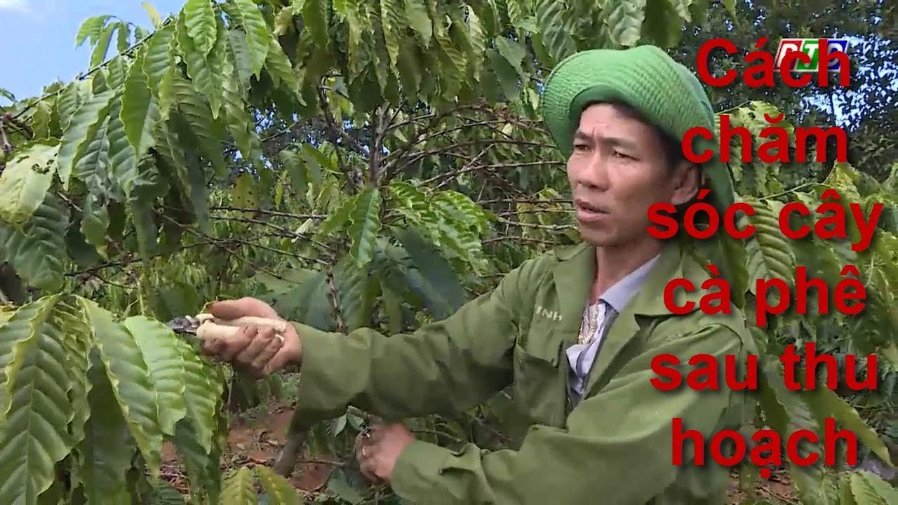 Cách chăm sóc cây cà phê sau thu hoạch