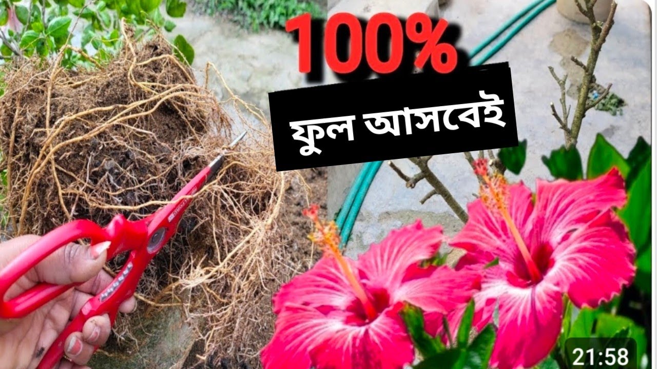 জানুয়ারি মাসে জবা🌺 গাছের গুরুত্বপূর্ণ পরিচর্যা / Hibiscus plant care in before summer 🌺😱