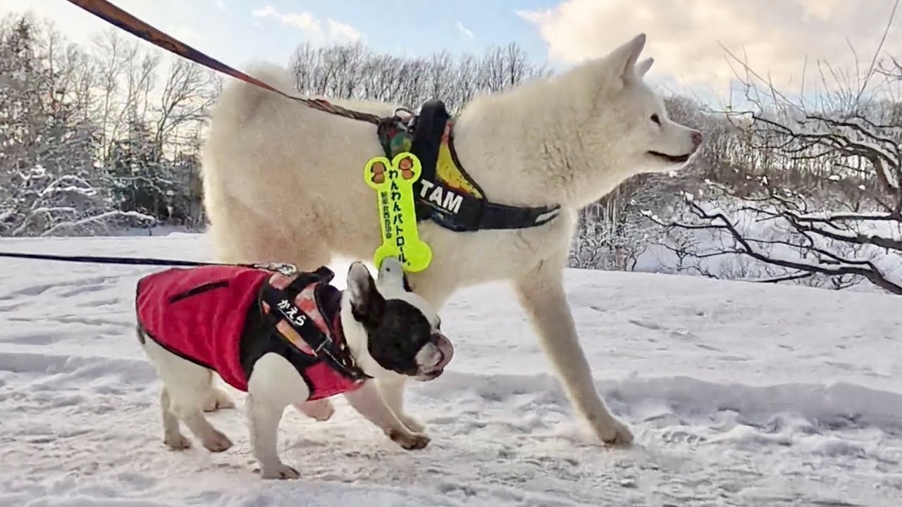 秋田犬タムと散歩：冬の平岡公園（札幌市清田区） / クリスマスソング