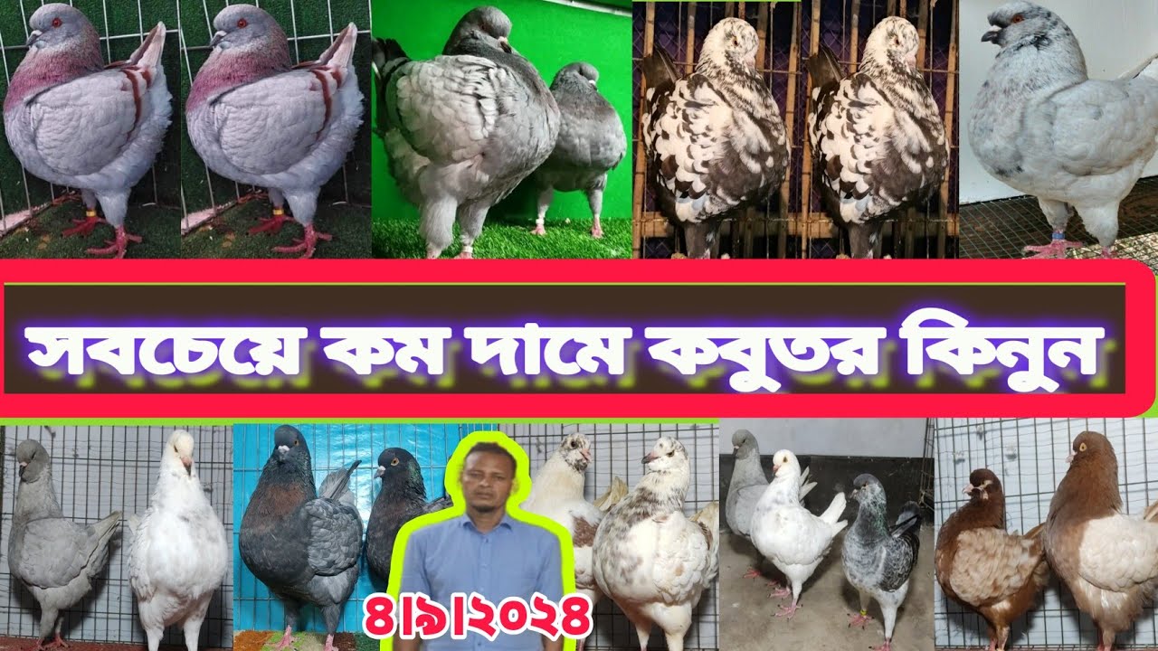 কিং কবুতরের দাম || মাগনা দামে কবুতর কিনুন ৪।৯।২০২৪