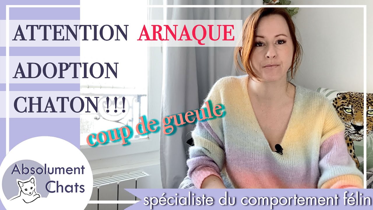 arnaque adoption chaton