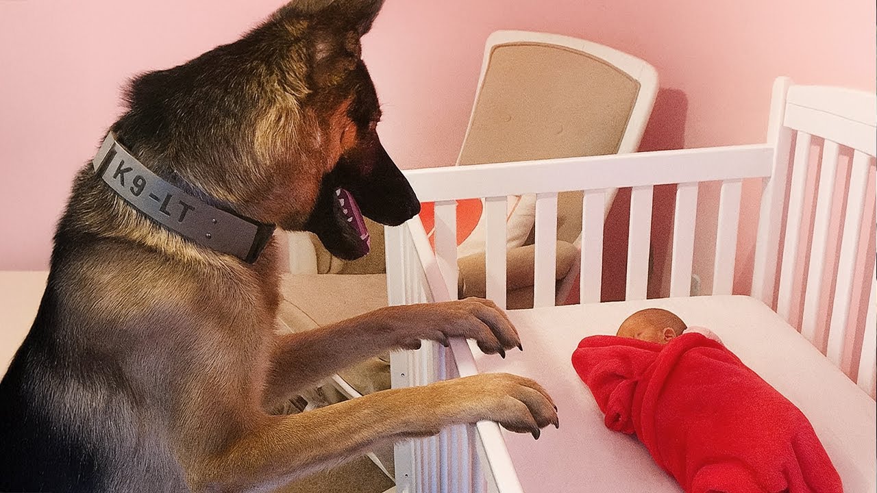 Dog Can't Hold Back His Emotion At First Time Meeting His Baby Sister