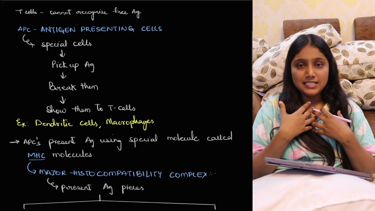 T cell activation | sem 5 BSc Zoology | Humera 