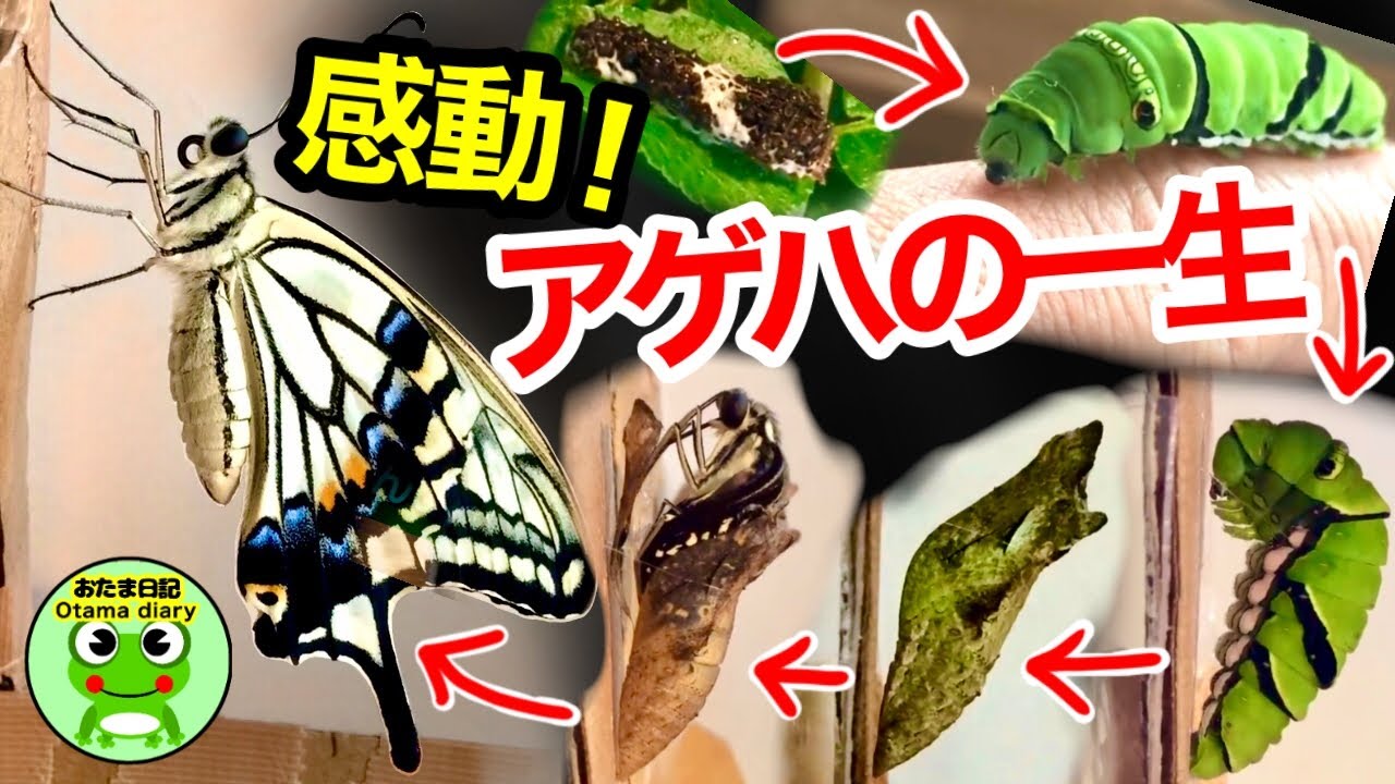 アゲハが幼虫から蝶になるまでの感動的なドラマ（羽化～そして次の世代へ）