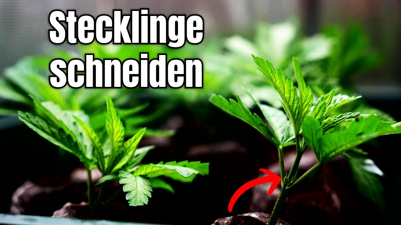 STECKLINGE SCHNEIDEN UND NIE WIEDER SAMEN KAUFEN