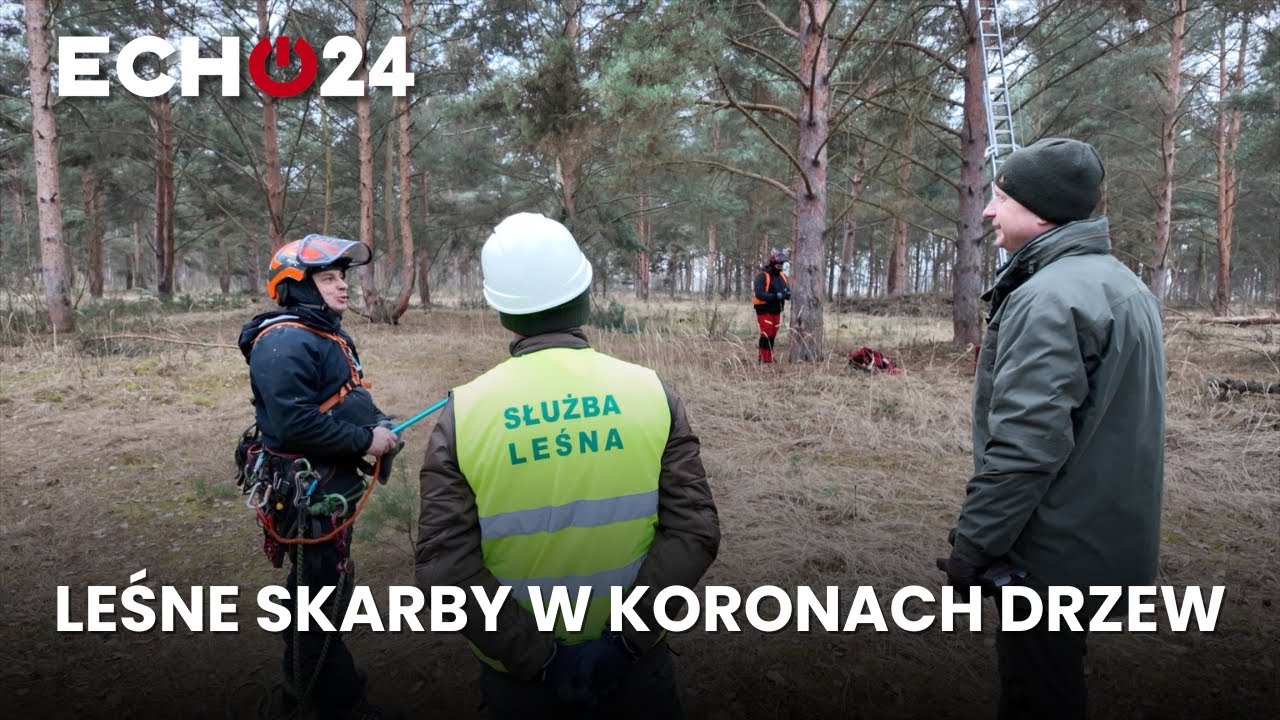 Leśne skarby w koronach drzew