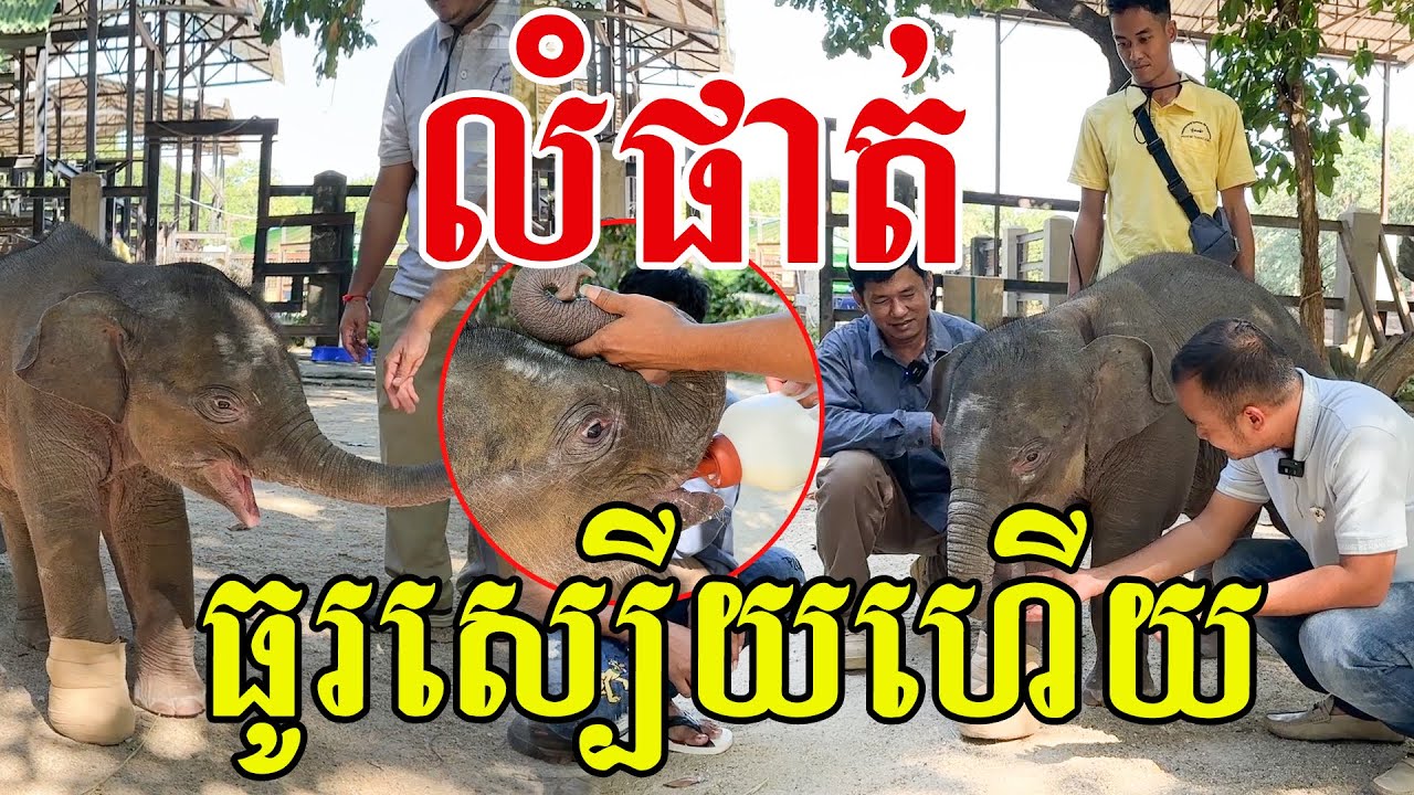 លំផាត់ បានដើរលេងហើយ ឆ្លាតគួរឱ្យស្រលាញ់ណាស់