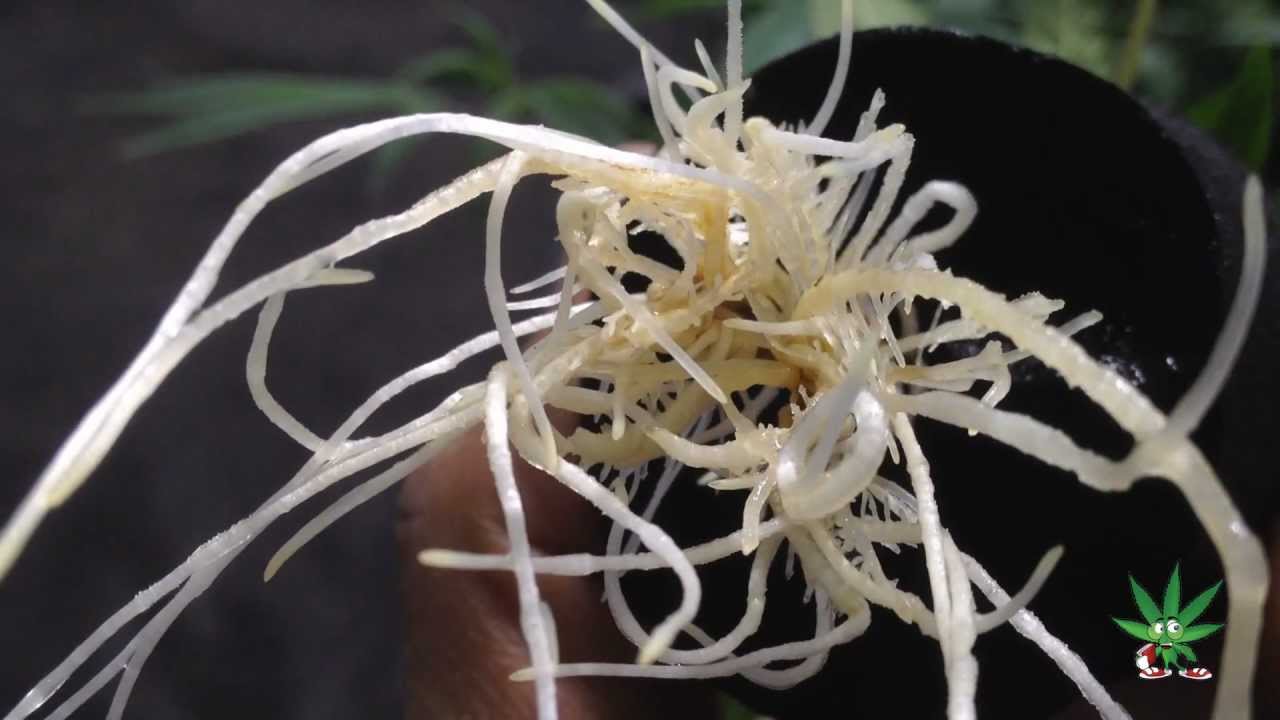 Aeroponic cloner tap root