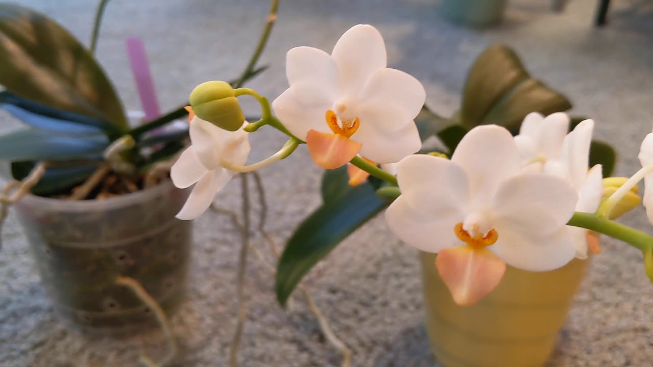 #GVOS2020 Phal Liu's Cute Angel & Liu's Berry✨