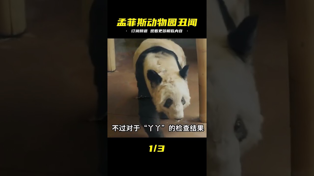 “丫丫”為何不能提前回國，孟菲斯動物園所作所為，有什么目的？ 