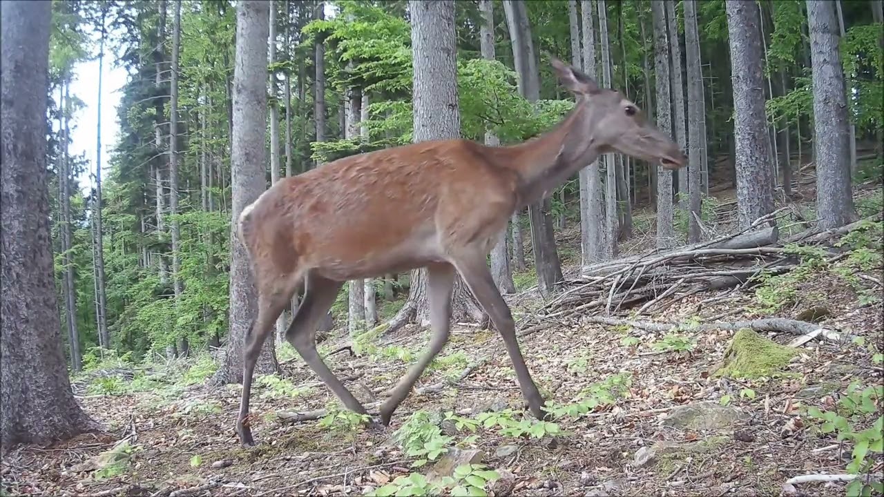 Dve miesta, jedna divočina | Two Spots, One Wilderness