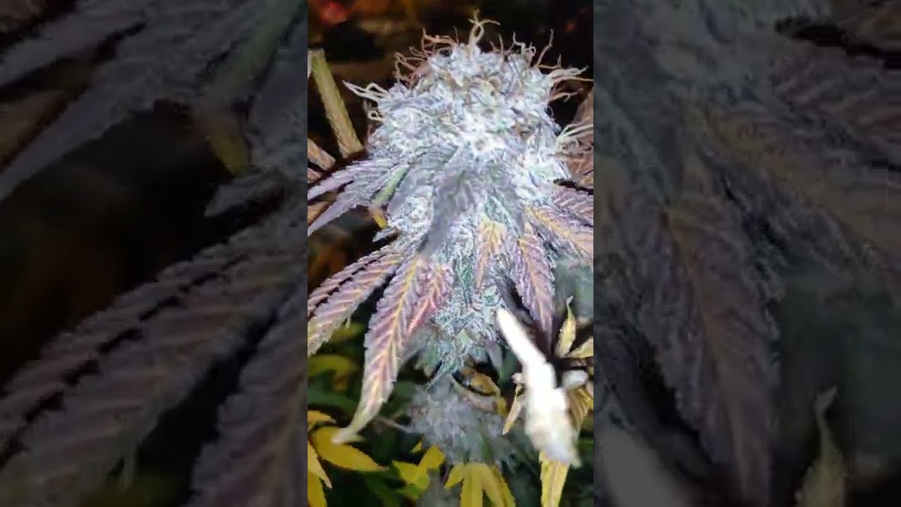 DWC: A2Z Seeds: GG4 x  BOG Strawberry Kush #6 Harvest Day