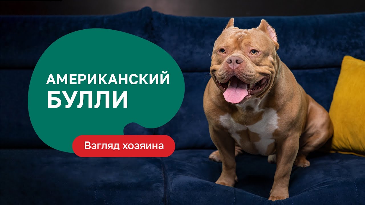 Американский булли — все о породе, плюсы и минусы — шоу «Ожидание/реальность»