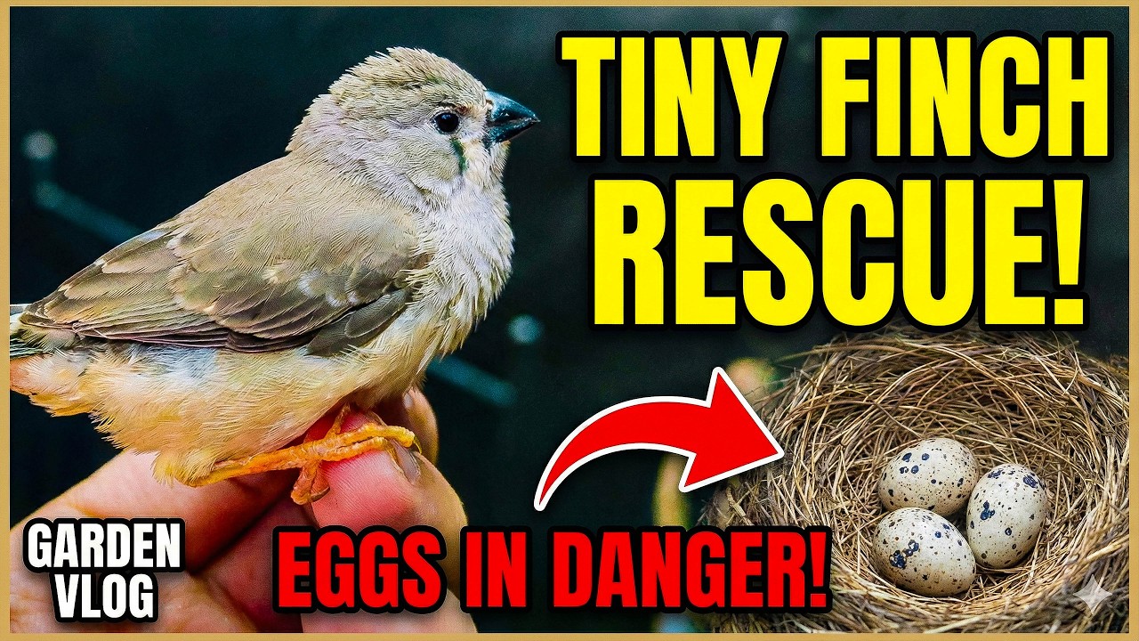 Tiny Finch Rescue, Aggressive Quails & Eggs in Danger | Garden Vlog