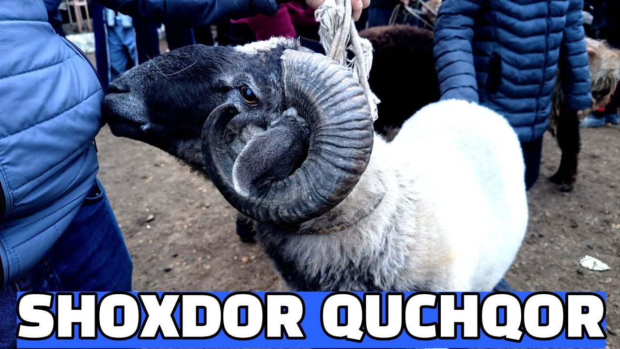 BUXORO JONDOR MOL BOZOR 30.06.2024. QUY ECHKI NARXLAR.
