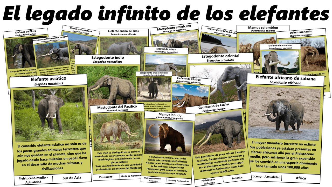 El legado infinito de los elefantes. ¡Debería haber muchos más!
