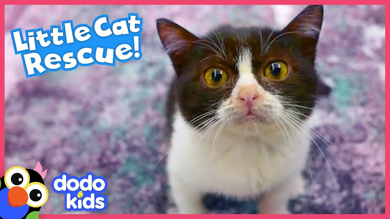 Tiny Cat Overcomes Vet Emergency And Finds A New Way To Say Thank You | Rescued! | Dodo Kids