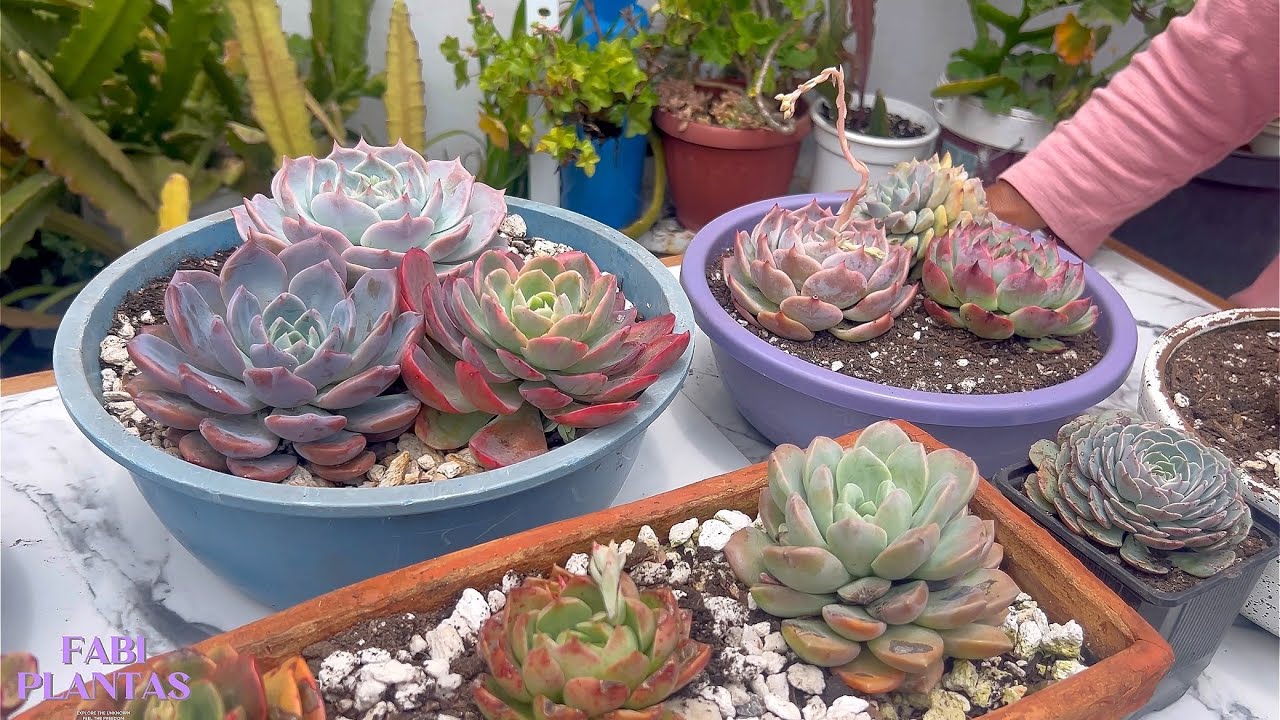 NUEVO Trasplantado juntos suculentas y más #4 #suculentas 🩷