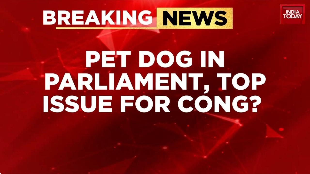 Rahul Gandhi Backs Renuka Chowdhury&rsquo;s &lsquo;Dog in Parliament&rsquo; Move Amid Winter Session Row | India Today