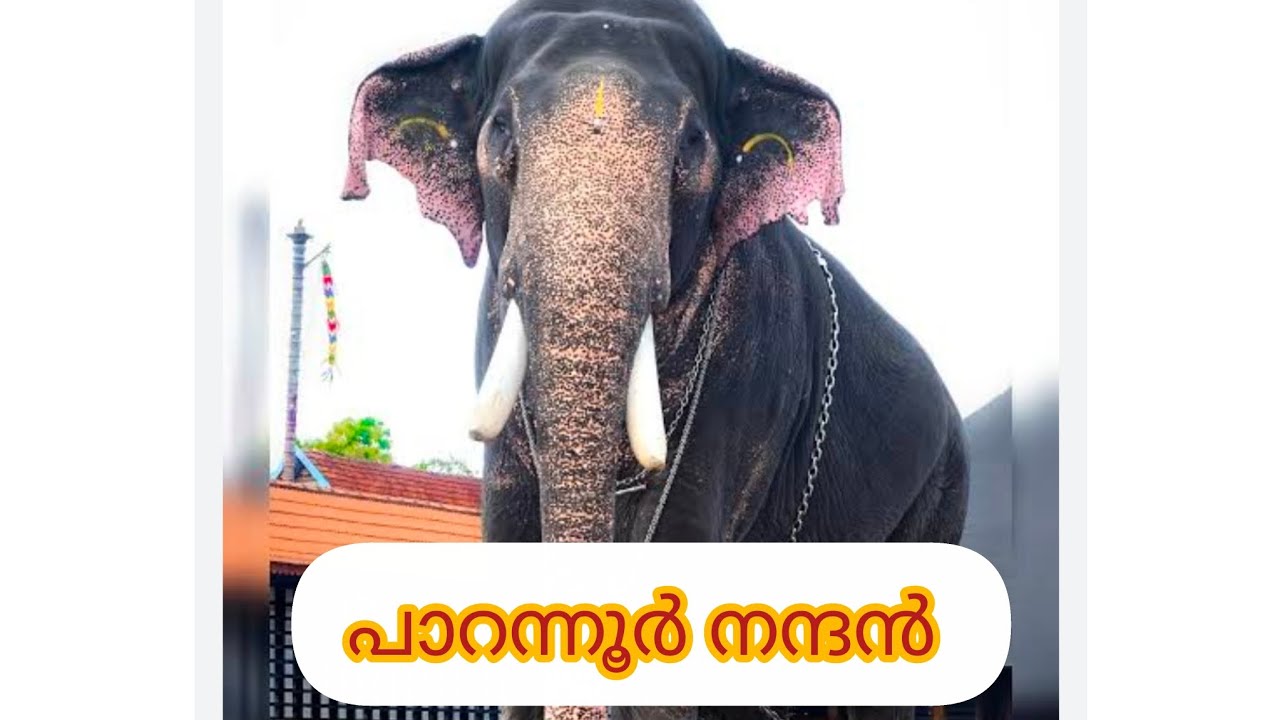 പൂരത്തിന് പാറന്നൂർ നന്ദൻ വന്നപ്പോൾ 🤩#POORAM2026#PARANNURNANDHAN#Elephant #thrissur 