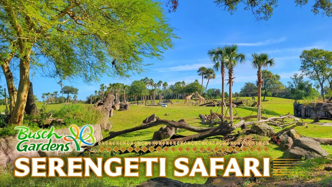 Экскурсии в зоопарк: равнина Серенгети и сафари | Busch Gardens Tampa Bay