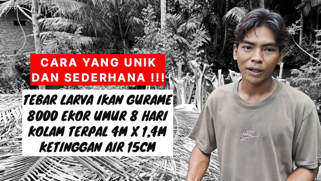 TEBAR LARVA IKAN GURAME 8000 EKOR UMUR 8 HARI KOLAM TERPAL 4MX1,4MXTA15CM