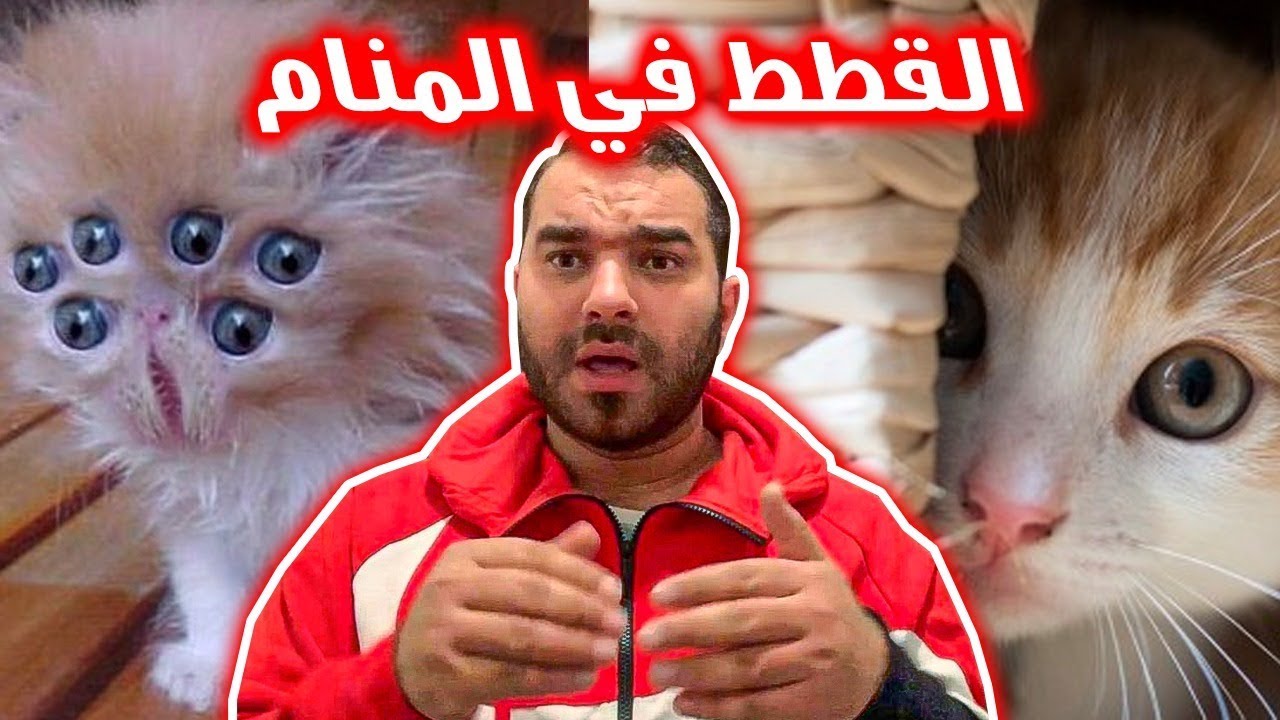 إنتبه ! عندما تري القطط بمنامك سوف يحدث لك اربع أمور تعرف  عليها الان !!