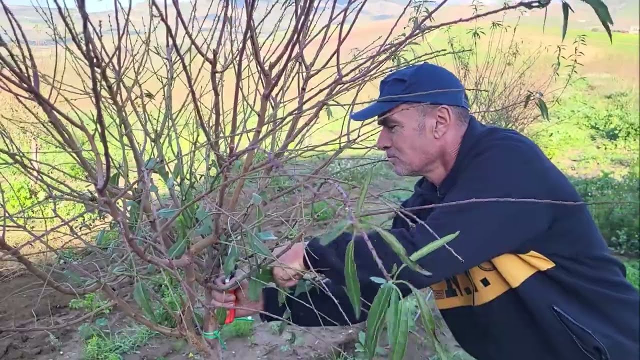 MANDORLO POTATURA DI PRODUZIONE PALMO DELLA MANO