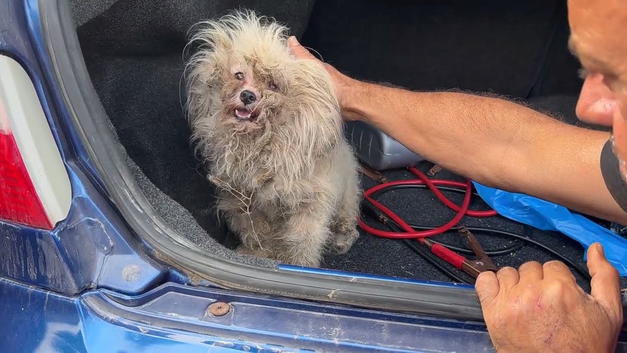 “Don’t Send Me Back”… After fleeing his owner, the desperate dog with matted fur knelt for mercy