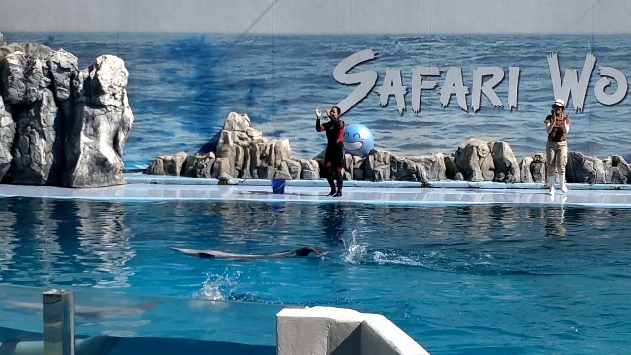 safari world Dolphin show