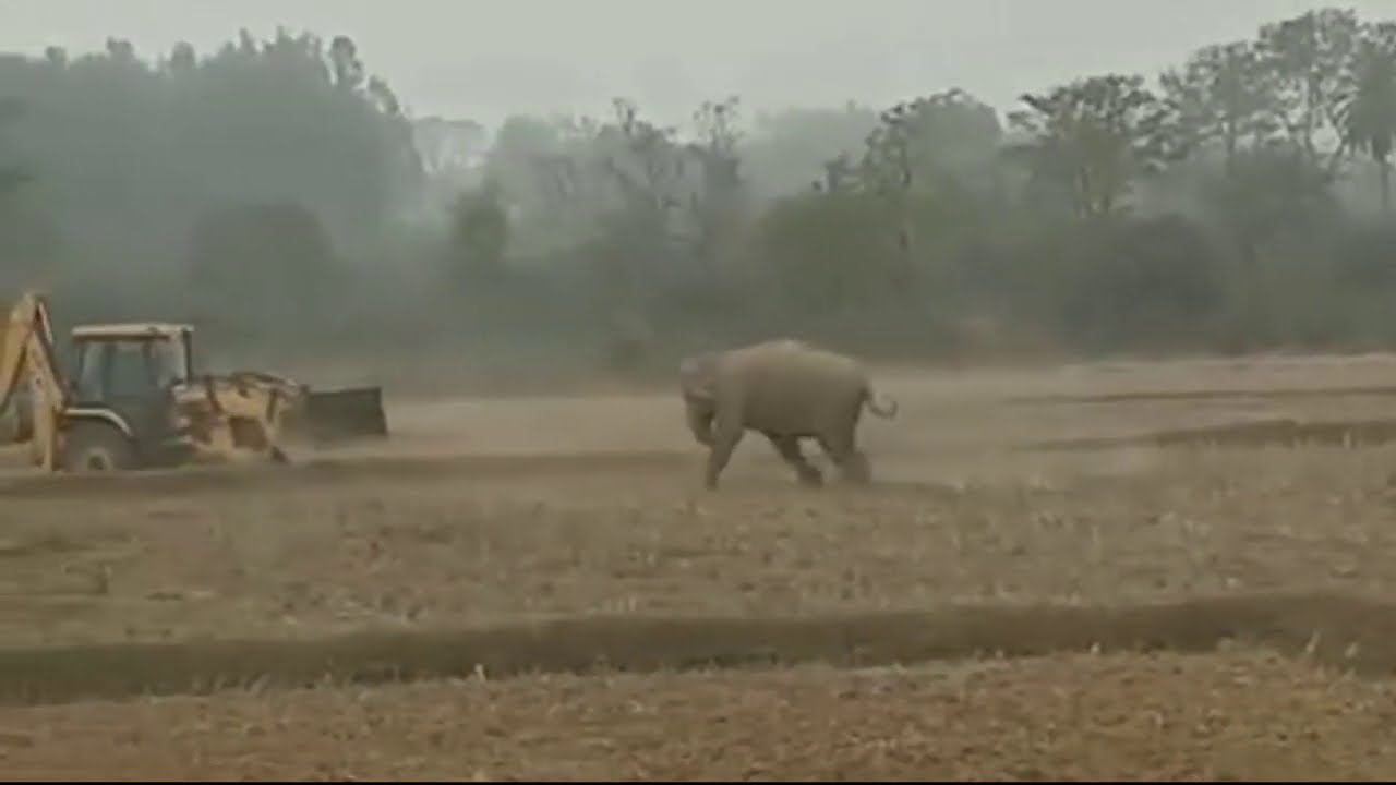 JCB v/s HATHI    ... FIGHTING