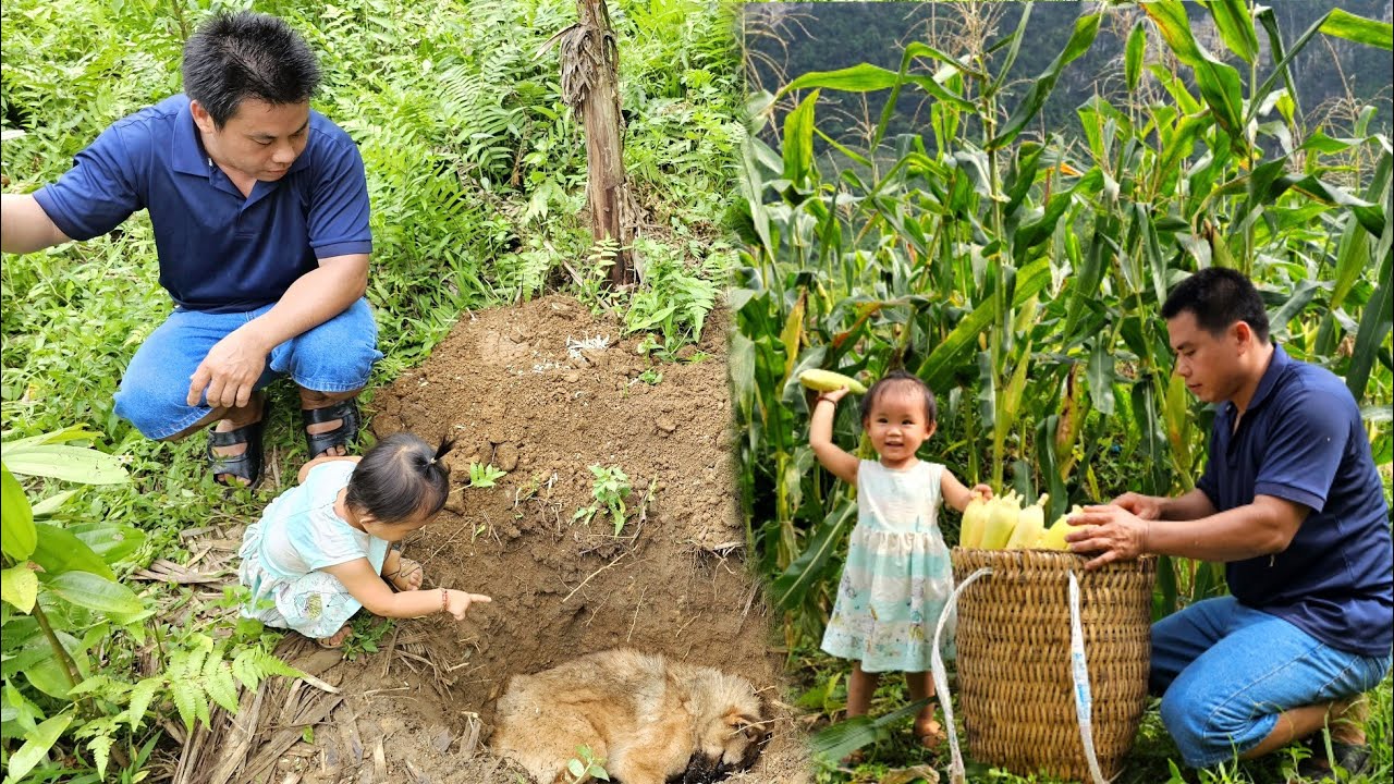 XuanTruong was sad because the dog was no more-Harvesting corn garden goes to the market sell