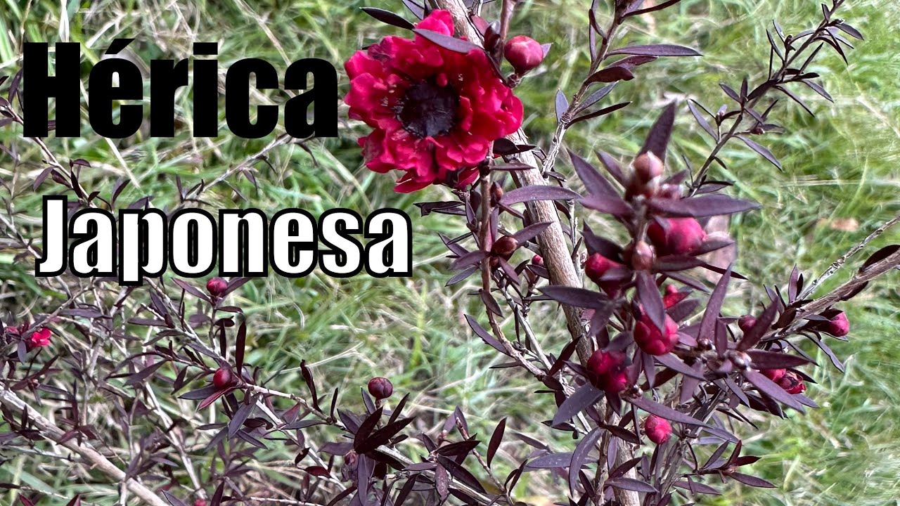 PLANTA ÉRICA JAPONESA COMO CUIDAR/ ESSE ARBUSTO DE FLORES VAI SER O MAIS LINDO DO JARDIM