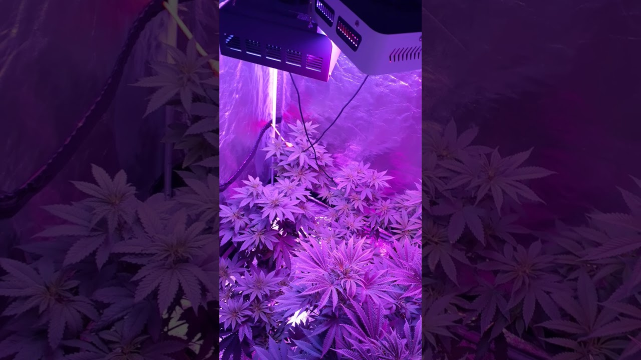 Og kush grow indoor led 500w 4x4 grow tent