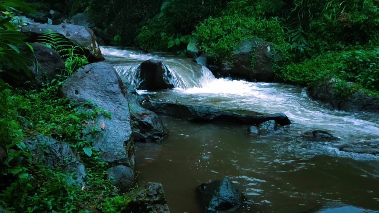 🌿 **River Sounds for Sleep | Gentle Flowing Stream in Lush Forest | Deep Relaxation**