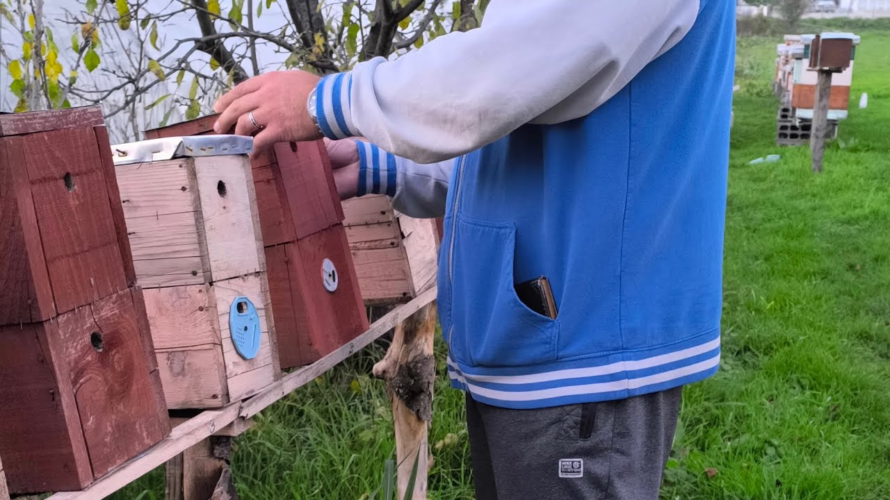 Učestali gubici u pčelarstvu,razgovor sa pčelarom Elvirom Čuturom iz Ilijaša,II dio