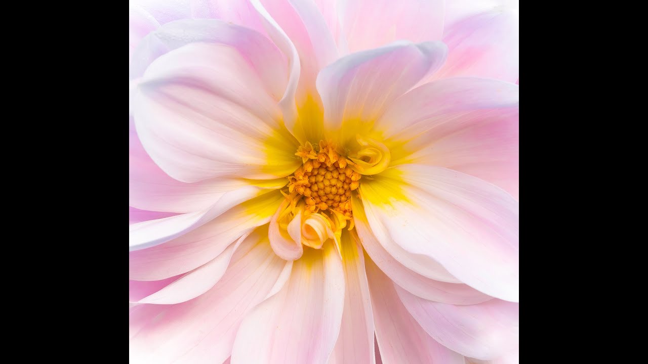 Flower photography - Dahlia flowers, photographed by Molly Hollman.