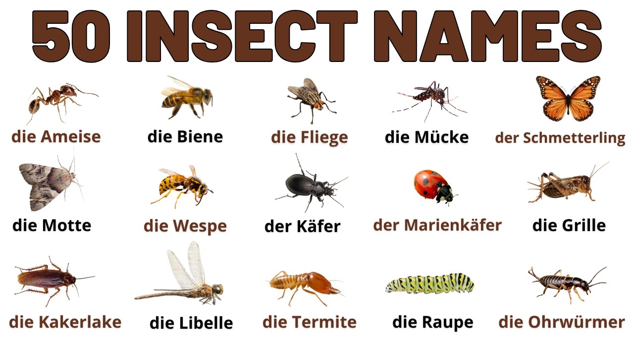 Learn 50 Insect Names in German | German Vocabulary for Beginners